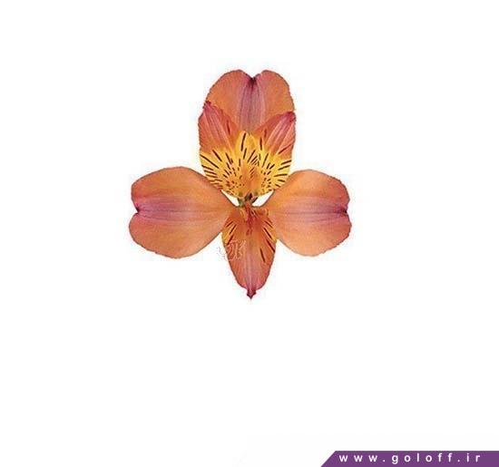 گل آلسترومریا اسپارتا - Alstroemeria | گل آف